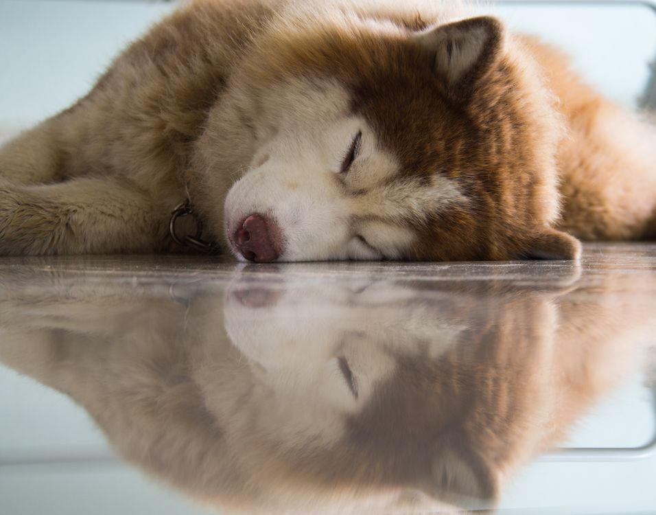 Lessons from Lockdown